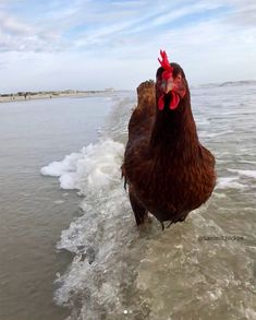 a brown chicken standing on top of a beach next to the ocean