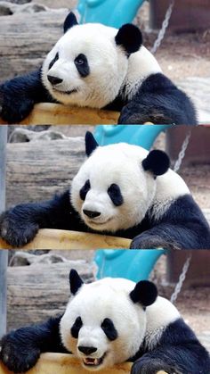 two panda bears sitting on top of wooden planks and one is laying down with his head up