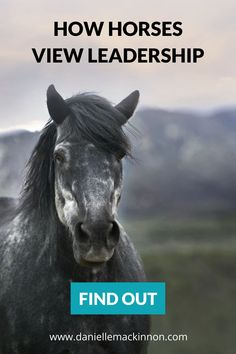 I never experienced healthy dominance or leadership energy in my own life. In fact, my response to predatory dominance was to avoid it in every way possible – including disassociating from my body when it comes up. And yes, this is exactly what I did when I went to hold dominance energy with my horse. I suddenly left my body. Personal Energy, My Horse, Energy Management, Different Feelings, Challenging Times, I Want Him, Psychic Readings, Psychic