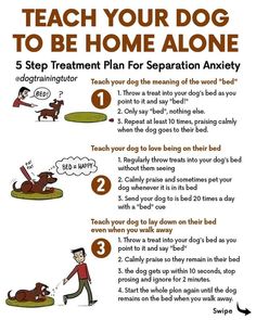 TEACH YOUR DOG TO BE HOME ALONE Notes Ideas, Helpful Things, Dog Home, Best Dog Training, Basic Needs, Training Your Puppy