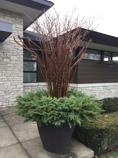 a large potted plant in front of a house