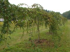 an image of a field with trees and grass