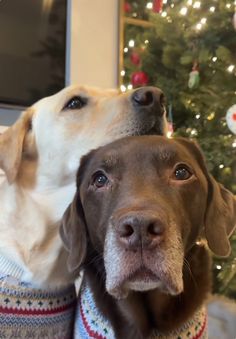 two dogs wearing sweaters in front of a christmas tree