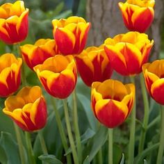 many red and yellow tulips are blooming in the garden