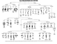 an insect diagram with all the different types of bugs and other insects, including long - legged