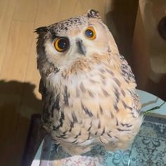 an owl sitting on top of a glass table