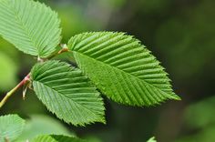 green leaves are growing on the tree branch