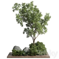 an image of a tree in the middle of some rocks and plants on a white background