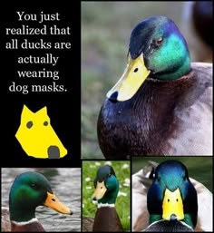 a poster with pictures of ducks and their names in different languages, including the words'you just read that all ducks are actually wearing dog masks '