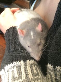 a person holding a rat in their arms