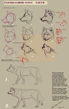 an app showing how to draw wolfs