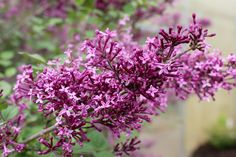 purple flowers are blooming in the garden