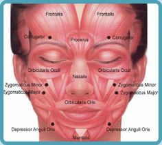 Muscles Of Facial Expression, Botox Injection Sites, Madeleine Stowe, Muscles Of The Face, Kedokteran Gigi, Facial Anatomy, Cosmetic Injectables, Facial Aesthetics, Botox Fillers