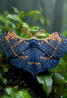 a large blue butterfly sitting on top of a lush green leaf covered forest floor in the rain