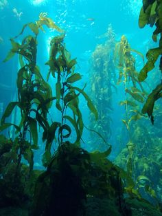 an underwater view of seaweed in the water