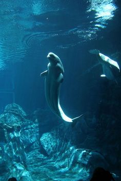 two dolphins swimming in an aquarium together