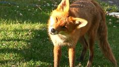 a small fox standing on top of a lush green field