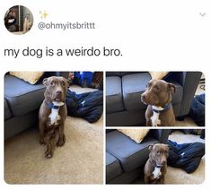 a dog sitting on top of a blue couch