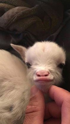 two small white kittens are being held in someone's hand with their eyes closed