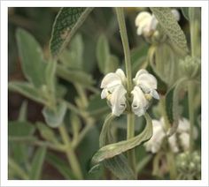 white flowers with green leaves in the background