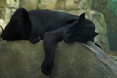 a black cat sleeping on top of a rock