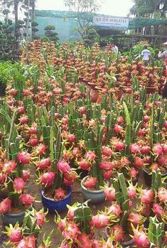 many potted plants with pink flowers in them and people looking at them from above