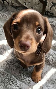 a small brown dog sitting on top of a blanket