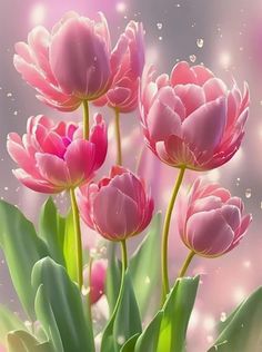 pink tulips with water droplets on the petals in front of a sky background