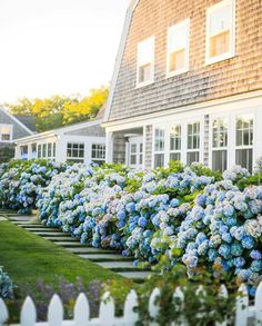 blue and white hydrangeas line the side of a house in front of a picket fence