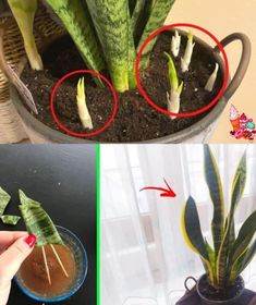 two pictures showing how to grow and care for a houseplant in a pot