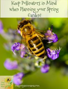 a bee on purple flowers with the words keep pollines in mind when planning your spring garden