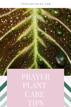 a green leaf with water droplets on it and the words prayer plant care tips