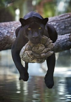 a black panther is holding a rope in its mouth as it jumps into the water