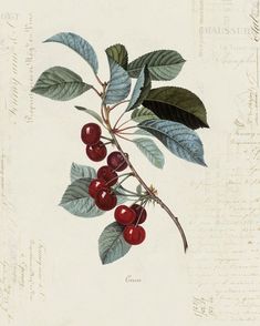 a branch with berries and leaves on it