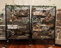 several cages with birds in them on wheels