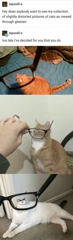 two pictures with cats and glasses on them