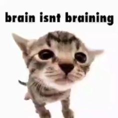 there is a cat that has its head in the air and it says, brain isn't training