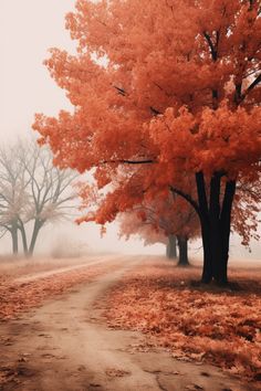 a dirt road surrounded by trees with red leaves on the ground and fog in the air