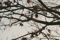 a bird perched on top of a tree branch in the snow with leaves falling off it's branches