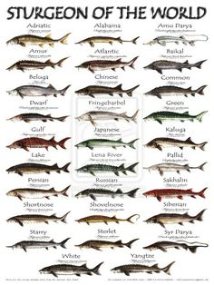 the different types of fish that can be seen in this poster, which is also available for