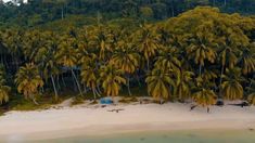 an aerial view of a beach with palm trees