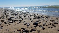 the beach is littered with rocks and shells