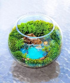 a glass bowl filled with water and plants