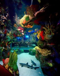 an aquarium filled with lots of different types of fish and corals on the water