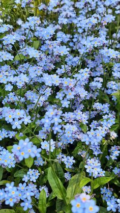 small blue flowers are growing in the grass