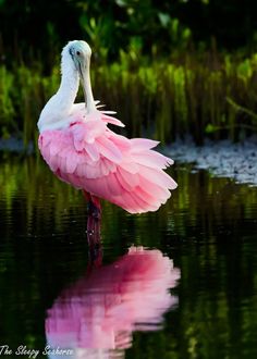 a pink and white bird is standing in the water with its reflection on the water