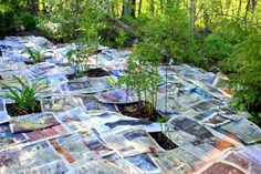 many newspapers spread out on the ground with trees in the background and plants growing from them