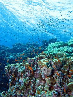 a coral reef with lots of fish swimming around it