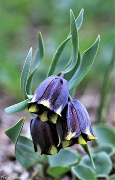 two purple flowers with green leaves in the background