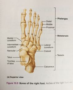 the bones of the hand and foot are labeled